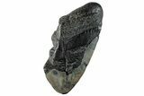Partial Fossil Megalodon Tooth - South Carolina #261223-1